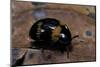 Diaperis Boleti (Darkling Beetle)-Paul Starosta-Mounted Photographic Print