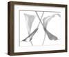 Diaphanous Calla Lilies-Magda Indigo-Framed Photographic Print