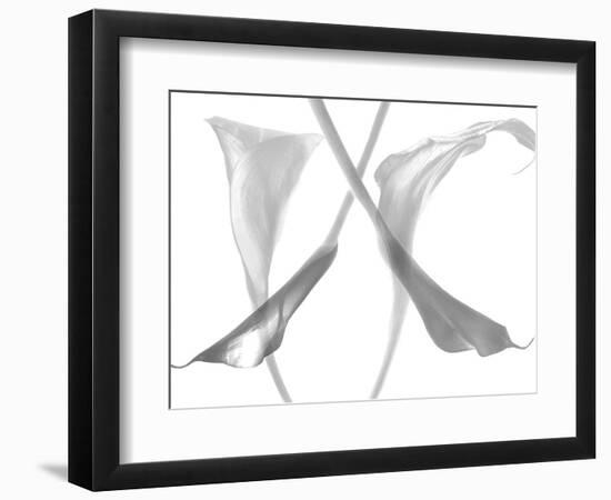 Diaphanous Calla Lilies-Magda Indigo-Framed Photographic Print