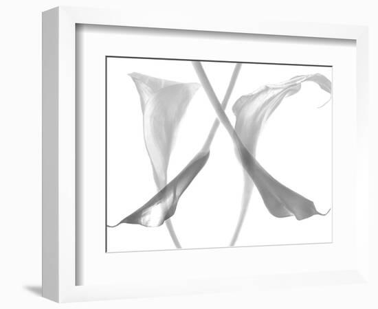 Diaphanous Calla Lilies-Magda Indigo-Framed Photographic Print