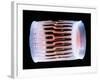 Diatom Alga, SEM-Steve Gschmeissner-Framed Photographic Print