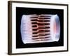 Diatom Alga, SEM-Steve Gschmeissner-Framed Photographic Print