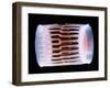 Diatom Alga, SEM-Steve Gschmeissner-Framed Photographic Print