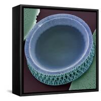 Diatom, SEM-Steve Gschmeissner-Framed Stretched Canvas