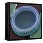 Diatom, SEM-Steve Gschmeissner-Framed Stretched Canvas