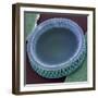 Diatom, SEM-Steve Gschmeissner-Framed Premium Photographic Print