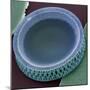 Diatom, SEM-Steve Gschmeissner-Mounted Premium Photographic Print