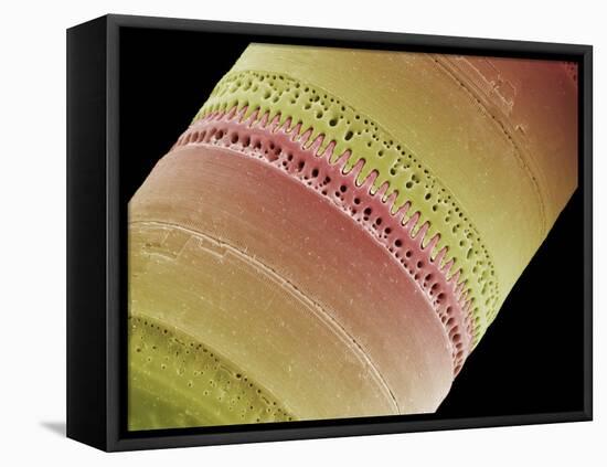 Diatom, SEM-Steve Gschmeissner-Framed Stretched Canvas