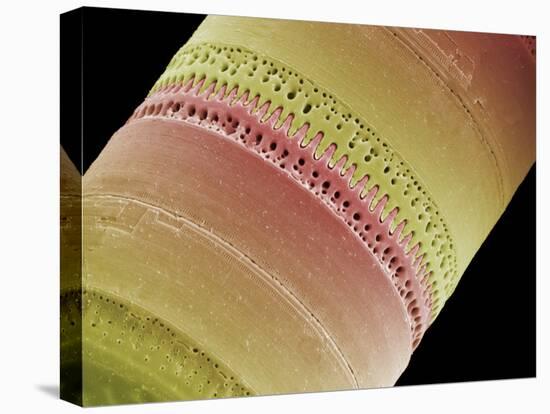 Diatom, SEM-Steve Gschmeissner-Stretched Canvas