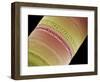 Diatom, SEM-Steve Gschmeissner-Framed Premium Photographic Print