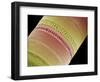 Diatom, SEM-Steve Gschmeissner-Framed Premium Photographic Print