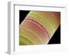 Diatom, SEM-Steve Gschmeissner-Framed Premium Photographic Print