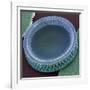 Diatom, SEM-Steve Gschmeissner-Framed Photographic Print