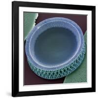 Diatom, SEM-Steve Gschmeissner-Framed Photographic Print