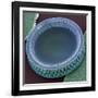 Diatom, SEM-Steve Gschmeissner-Framed Photographic Print