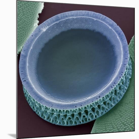 Diatom, SEM-Steve Gschmeissner-Mounted Photographic Print