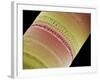 Diatom, SEM-Steve Gschmeissner-Framed Photographic Print