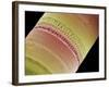 Diatom, SEM-Steve Gschmeissner-Framed Photographic Print