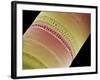 Diatom, SEM-Steve Gschmeissner-Framed Photographic Print