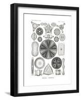 Diatomea, 1899-1904-null-Framed Giclee Print