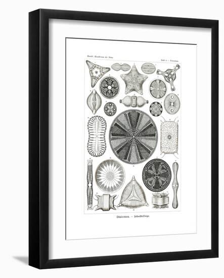 Diatomea, 1899-1904-null-Framed Giclee Print