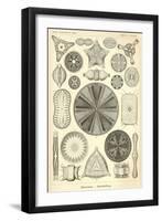 Diatomea - Scheiben-Strahlinge - Heliodiscus-null-Framed Giclee Print