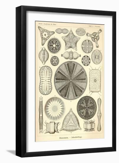 Diatomea - Scheiben-Strahlinge - Heliodiscus-null-Framed Giclee Print