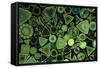 Diatoms Marine (X25)-null-Framed Stretched Canvas
