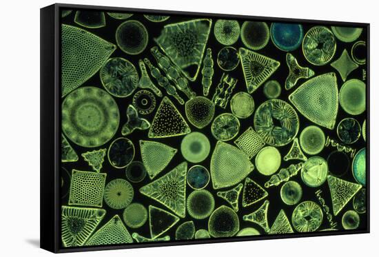 Diatoms Marine (X25)-null-Framed Stretched Canvas