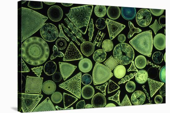 Diatoms Marine (X25)-null-Stretched Canvas