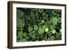 Diatoms Marine (X25)-null-Framed Photographic Print