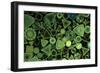 Diatoms Marine (X25)-null-Framed Photographic Print