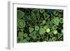 Diatoms Marine (X25)-null-Framed Photographic Print