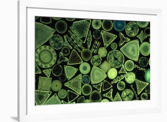 Diatoms Marine (X25)-null-Framed Photographic Print