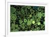 Diatoms Marine (X25)-null-Framed Photographic Print