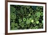 Diatoms Marine (X25)-null-Framed Photographic Print