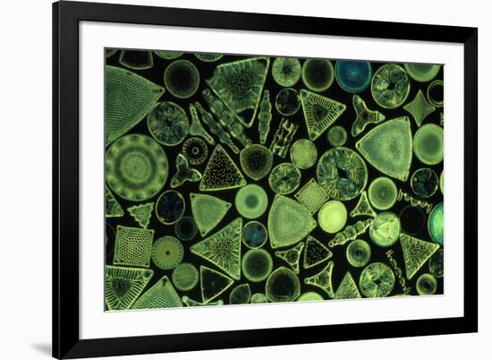 Diatoms Marine (X25)-null-Framed Photographic Print