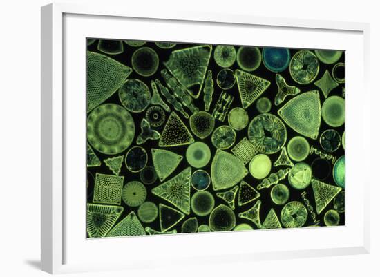 Diatoms Marine (X25)-null-Framed Photographic Print