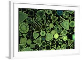 Diatoms Marine (X25)-null-Framed Photographic Print