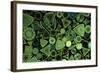 Diatoms Marine (X25)-null-Framed Photographic Print