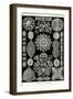 Diatoms-Ernst Haeckel-Framed Art Print