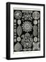 Diatoms-Ernst Haeckel-Framed Art Print