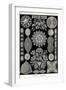 Diatoms-Ernst Haeckel-Framed Art Print