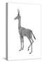 Dibatag (Ammodorcas Clarkei), Mammals-Encyclopaedia Britannica-Stretched Canvas