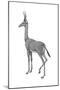 Dibatag (Ammodorcas Clarkei), Mammals-Encyclopaedia Britannica-Mounted Poster