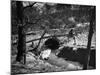 Dibbinsdale Bridge-null-Mounted Photographic Print