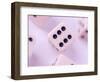 Dices-null-Framed Photographic Print