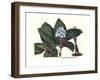 Dichorisamdra Mosaica-Louis Van Houtte-Framed Art Print