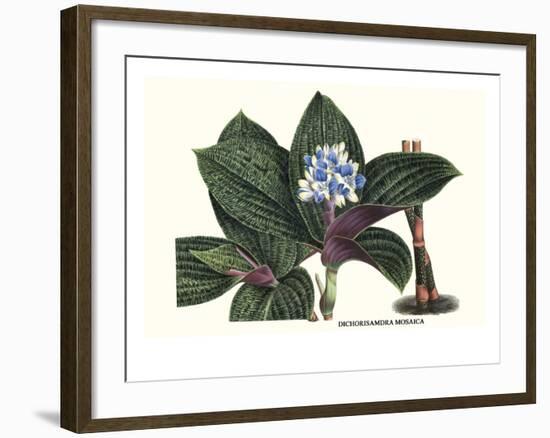 Dichorisamdra Mosaica-Louis Van Houtte-Framed Art Print