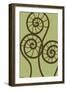 Dichromatic Fiddleheads II-Vanna Lam-Framed Art Print